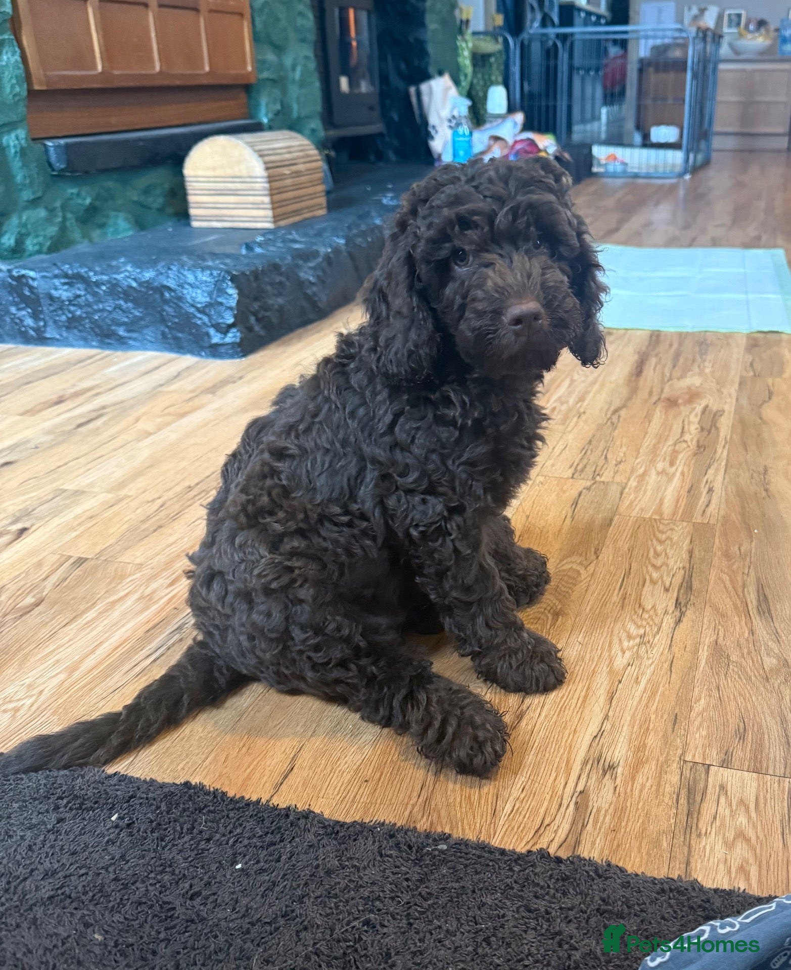 Cockapoo dogs Cockapoo Puppies F1b - Advert 5