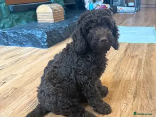 Cockapoo dogs Cockapoo Puppies F1b - Advert 5