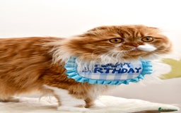 Scottish Fold cats for stud: RoyalOwl Yoshi: Scottish Fold Longhair Stud  in Banbury - Image 6