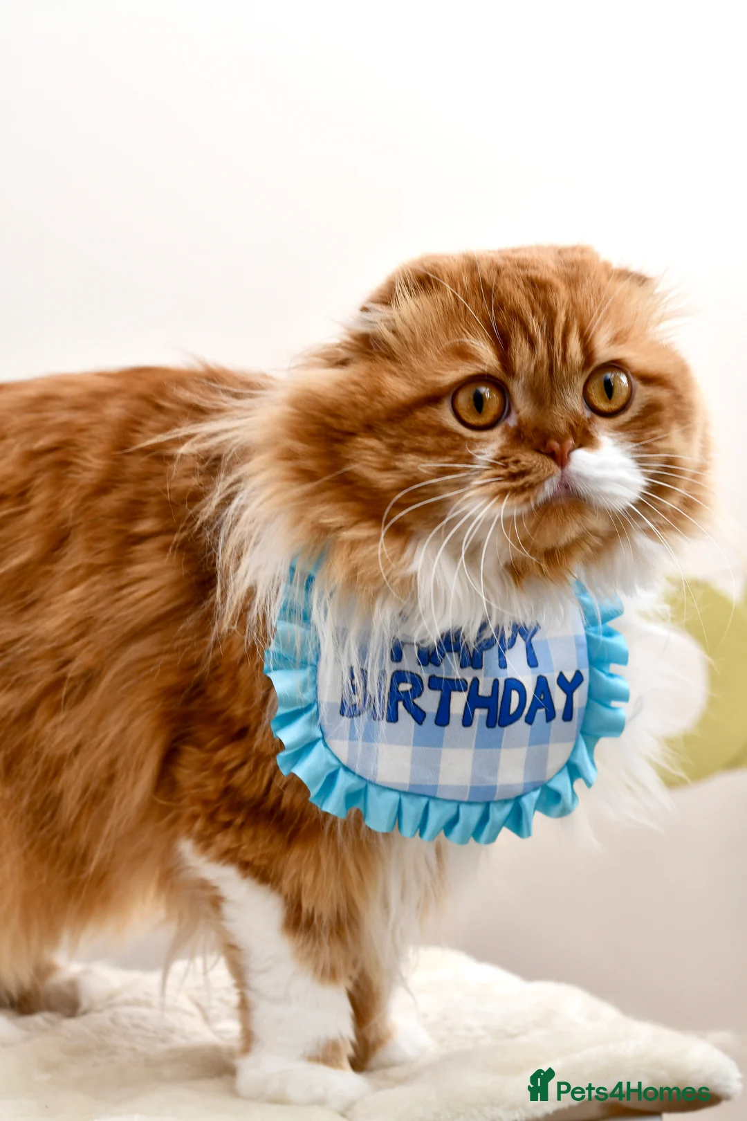 Scottish Fold cats for stud: RoyalOwl Yoshi: Scottish Fold Longhair Stud  in Banbury - Advert 6