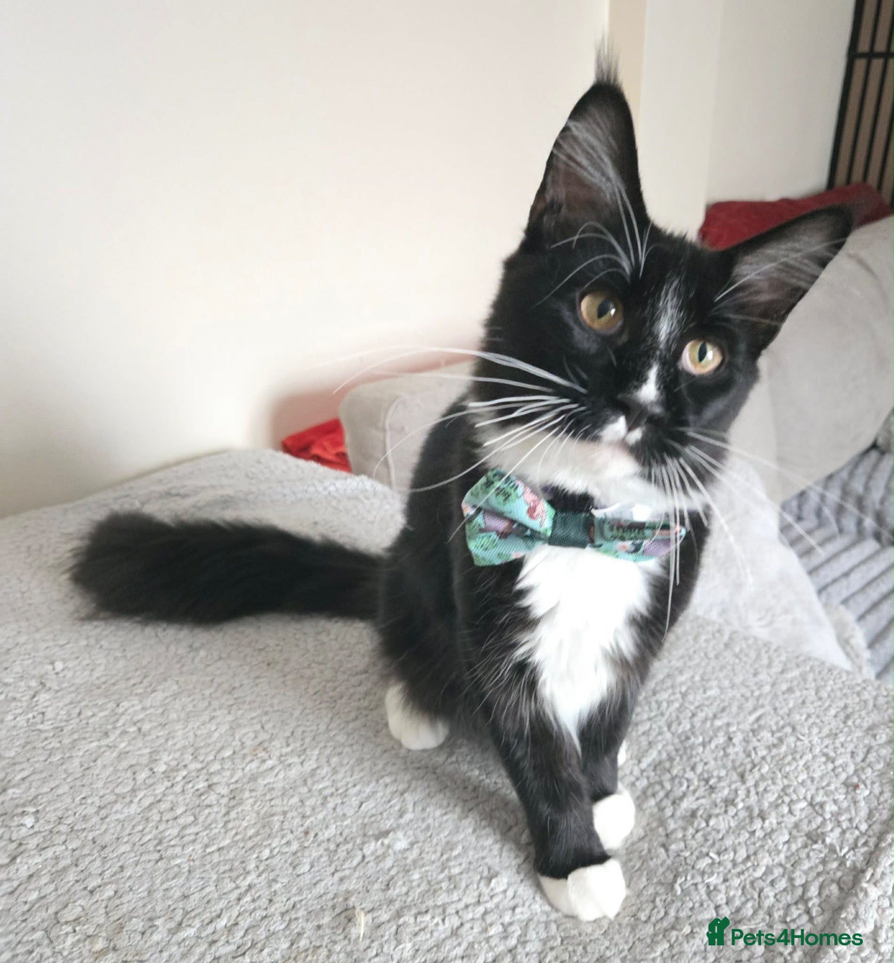 Maine Coon cats Fantastic TICA registered Maine Coon boy. - Advert 2