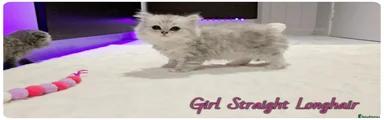Longhair Girl stright