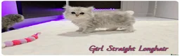 Scottish Fold cats for sale: Scotish Fold Kittens - Advert 17