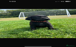 Labrador Retriever dogs for sale: Labrador puppies  - Image 4