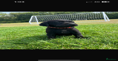 Labrador Retriever dogs - Advert 1