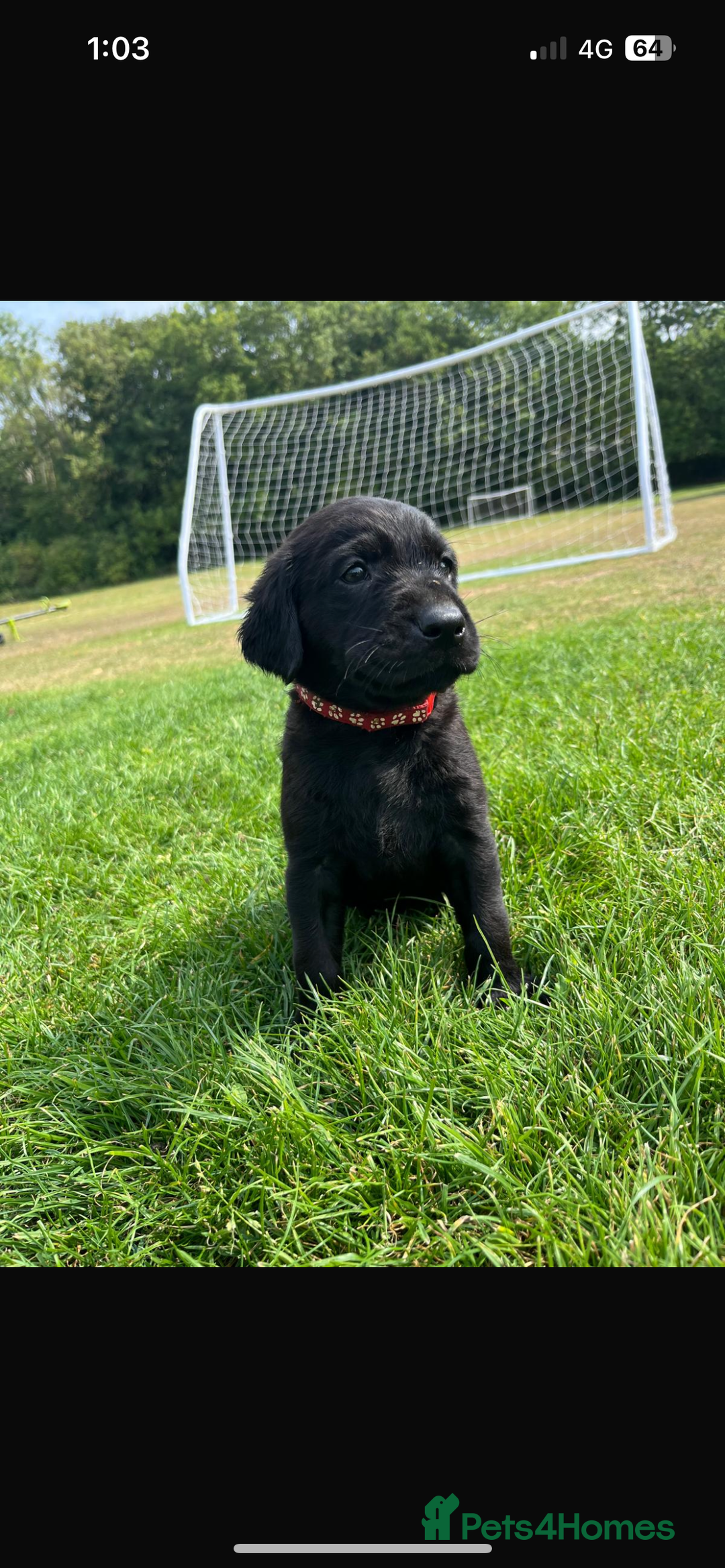Labrador Retriever dogs for sale: Labrador puppies  - Image 4