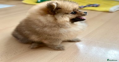 Pomeranian dogs - Advert 4