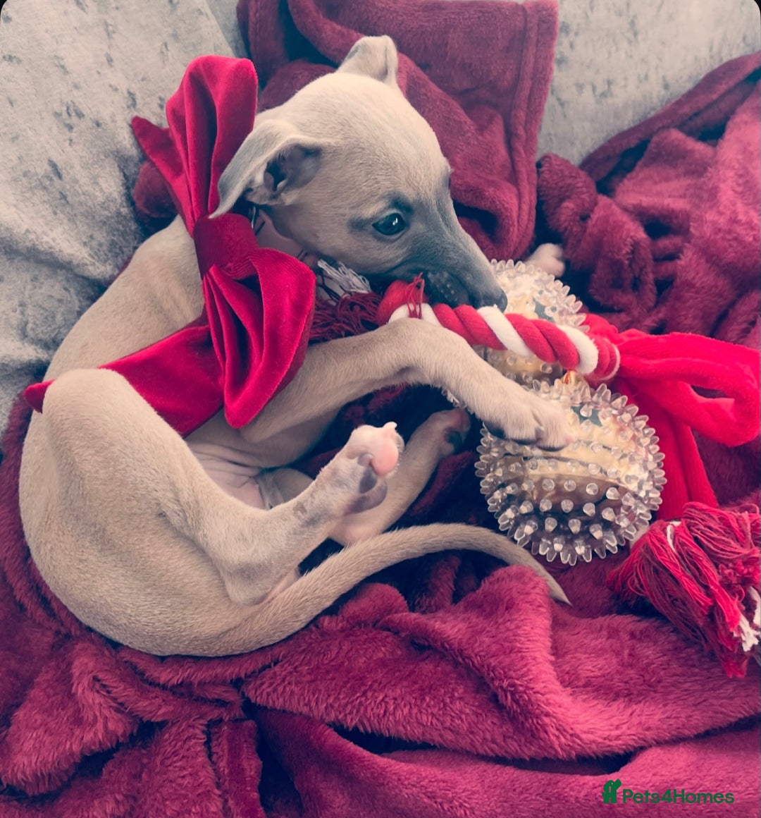 Mixed Breed dogs for sale: Italian Greyhound X, 9 week old girl 🎀🐾🐕 - Advert 1