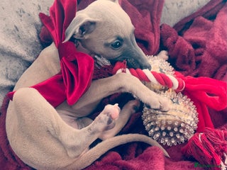 Mixed Breed dogs Whiggy 9 week old girl 🎀🐾🐕 - Advert 1