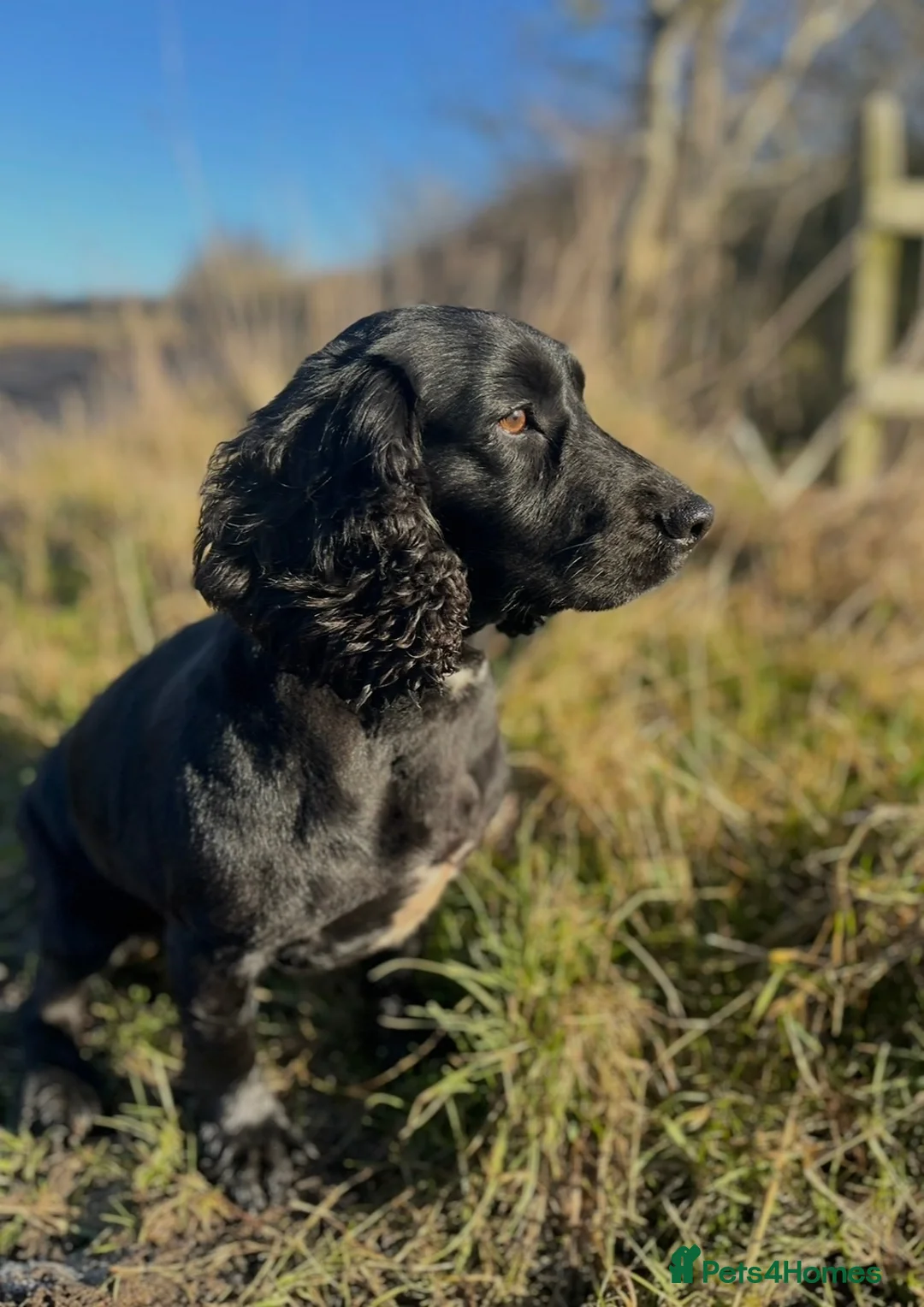 Cocker Spaniel dogs for sale: Working cocker spaniel  - Advert 11