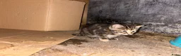 Mixed Breed cats for sale: Beautiful litter of active and playful farm kitten - Advert 6