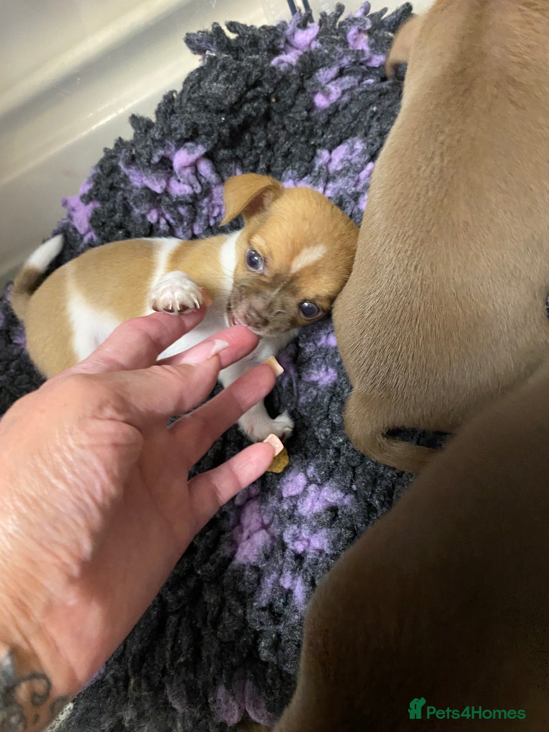 Chihuahua dogs for sale: Beautiful short haired chihuahua baby’s ! - Image 11