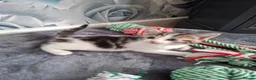 Mixed Breed cats for sale: 5 beautiful kittens  in Dagenham - Advert 10