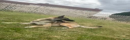 Belgian Shepherd Dog dogs for sale: Kyro 1.5yrs old male in Coatbridge - Advert 3