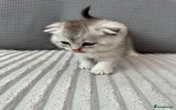 Scottish Fold cats for sale: Scottish fold kittens - Image 9