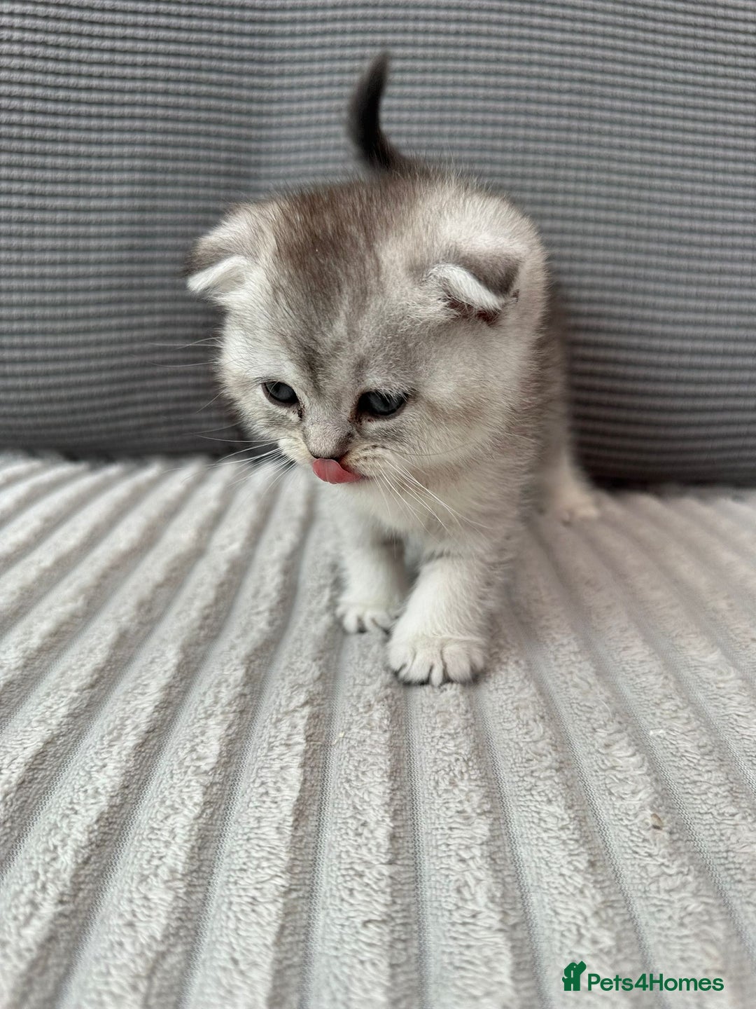 Scottish Fold cats for sale: Scottish fold kittens - Image 9