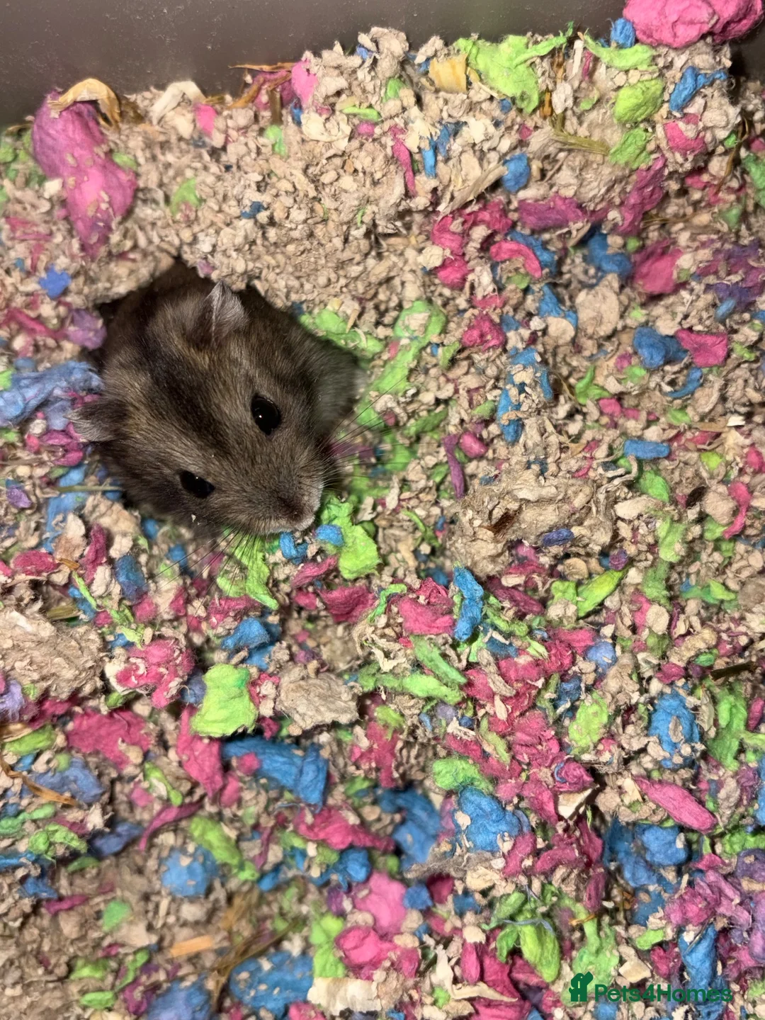 Hamster rodents for sale: Dwarf hamster  - Advert 2