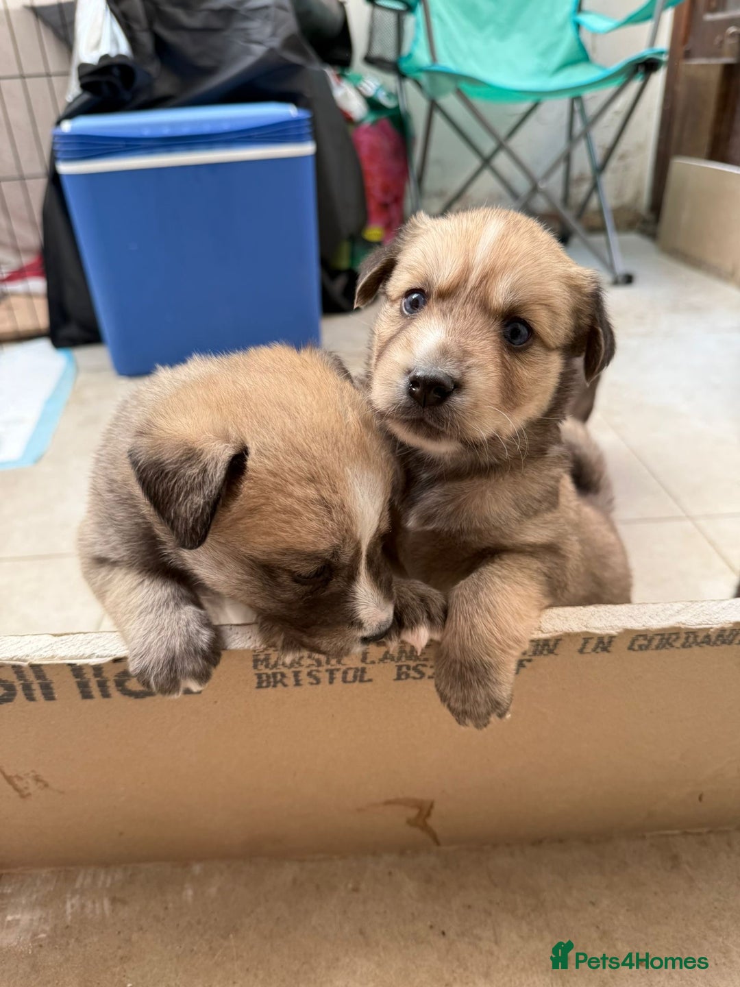 Pomsky dogs for sale: Adorable Blue Eyed 🐾 Long Eared Pomskies  - Image 3