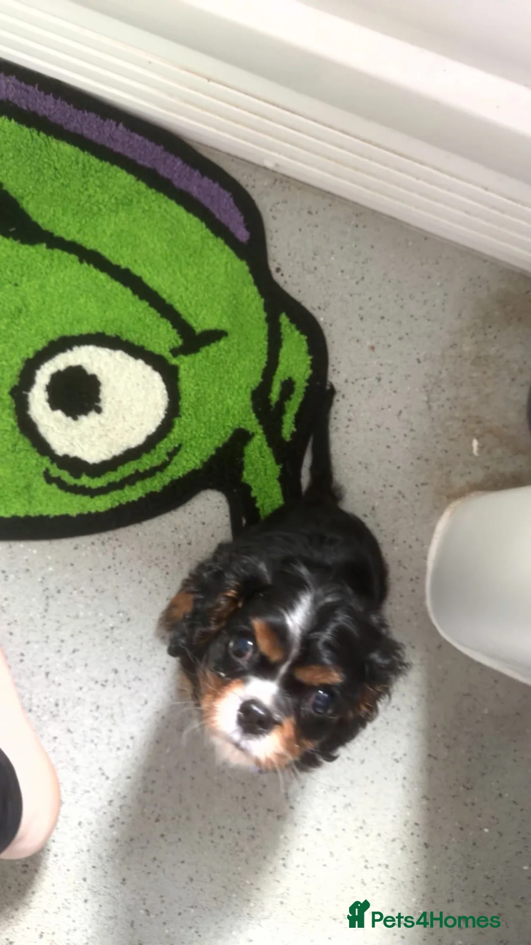Cavalier King Charles Spaniel dogs for sale: King Charles Cavalier Puppy - Advert 2