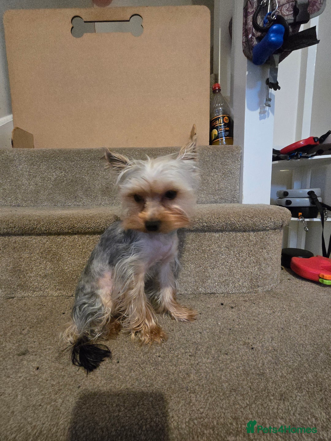 Yorkshire Terrier dogs for stud: Little yorkie boy for stud only  - Advert 3