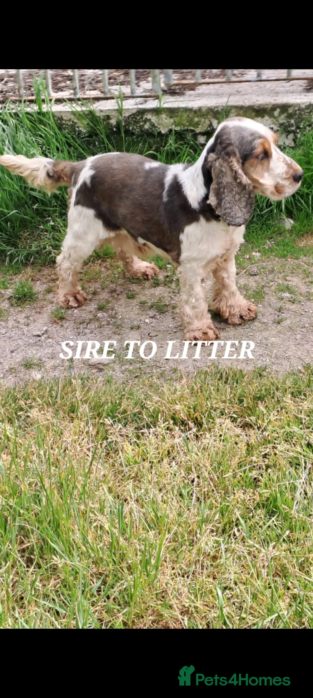 Cocker Spaniel dogs for sale: QUALITY COCKER SPANIAL PUPPIES - VARIOUS COLOURS - Advert 3