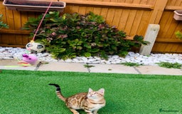Bengal cats for sale: Beautiful Active Bengal Queen - Imported Line - Image 6