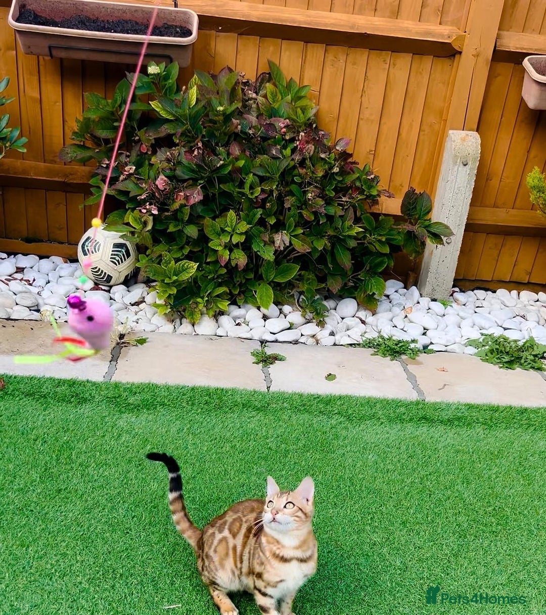 Bengal cats for sale: Beautiful Active Bengal Queen - Imported Line - Image 6
