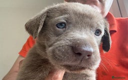 Labrador Retriever dogs for sale: Outstanding KC Registered Silver Labrador Puppies - Image 25