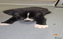 Mixed Breed dogs for sale: Huge American akita x cane corso pups - Advert 31