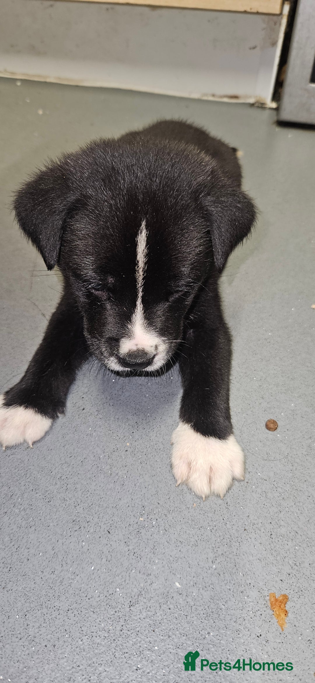 Mixed Breed dogs for sale: Huge American akita x cane corso pups - Advert 31