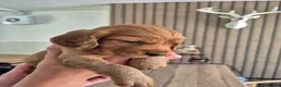 Sprocker dogs for sale: Fox red sprocker puppies - Advert 3