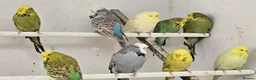 Budgerigars birds for sale: 2026 bred budgies for sale - Advert 3