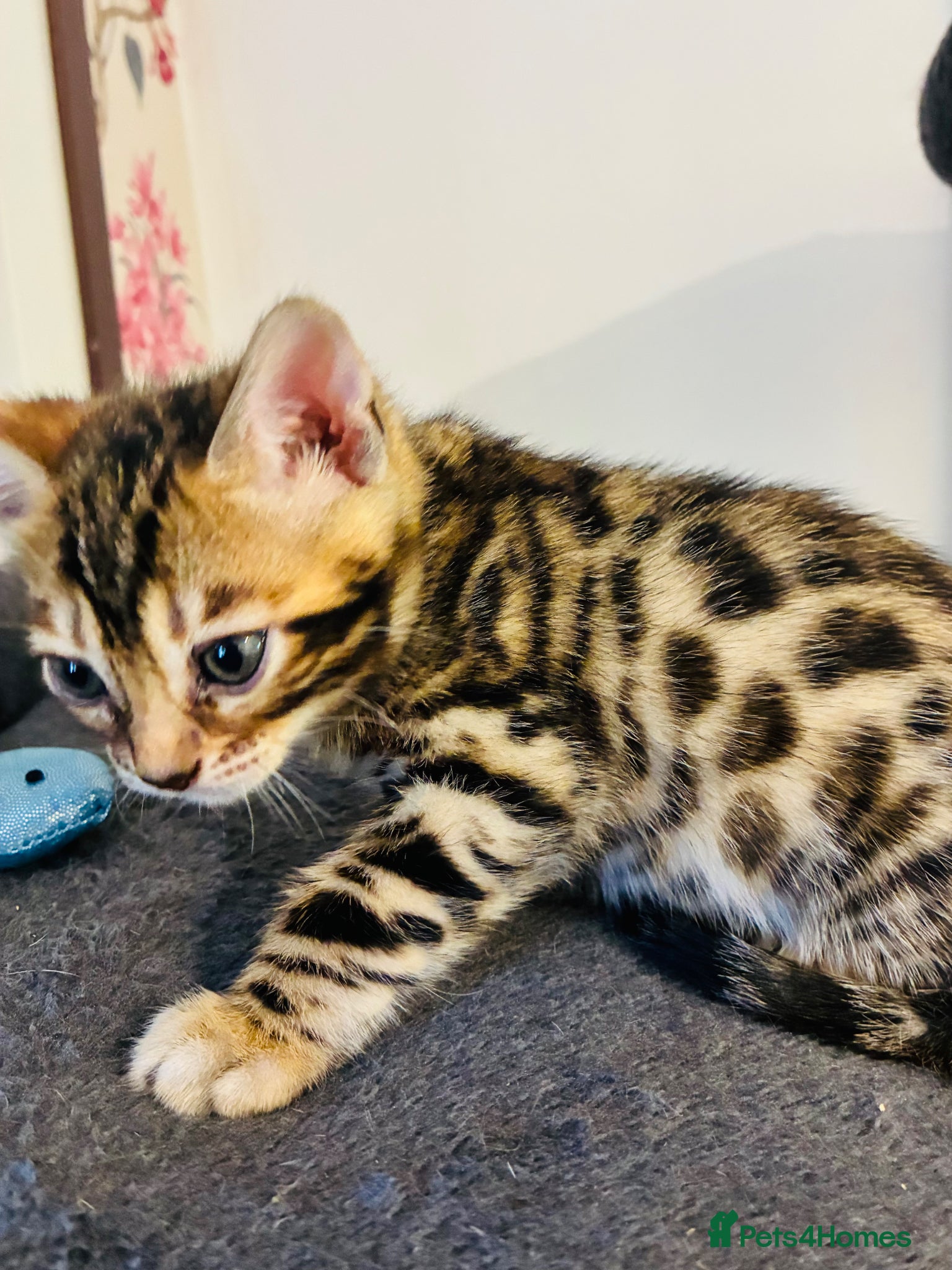 Bengal cats FINAL TWO ! Amazing Bengal kittens  - Advert 2