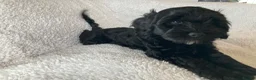 Cockapoo dogs for sale: One handsome boy ready for new home. - Advert 9