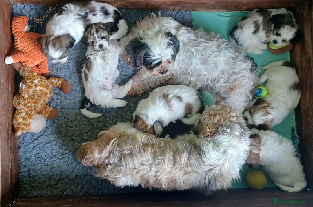 Zuchon dogs for sale: Zuchon puppies for sale 3 boys left and 1 girl.  in Ledbury - Advert 2