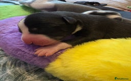 Mixed Breed dogs for sale: Beautiful whippet cross labrador(collie) puppies  - Image 8