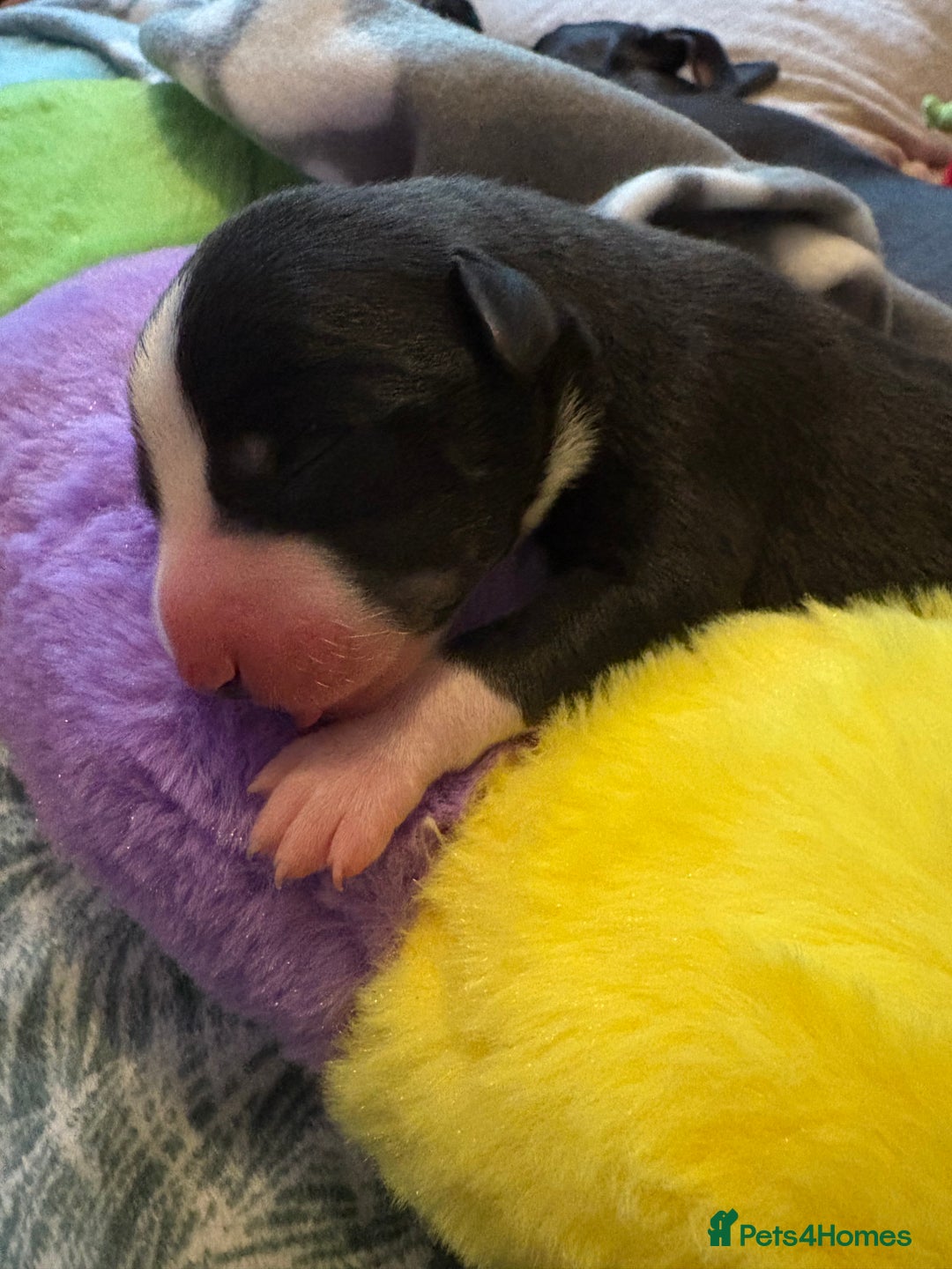 Mixed Breed dogs for sale: Beautiful whippet cross labrador(collie) puppies  - Image 8