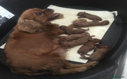 Cavalier King Charles Spaniel dogs for sale: Stunning King Charles cavalier pups (ruby)  - Image 10