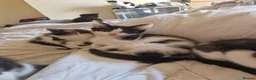 Mixed Breed cats for sale: Lovely kittens looking for forever homes - Advert 6