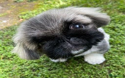 Pekingese dogs for sale: 🩵 KC reg Pekingese Puppy 🩵 - Image 5