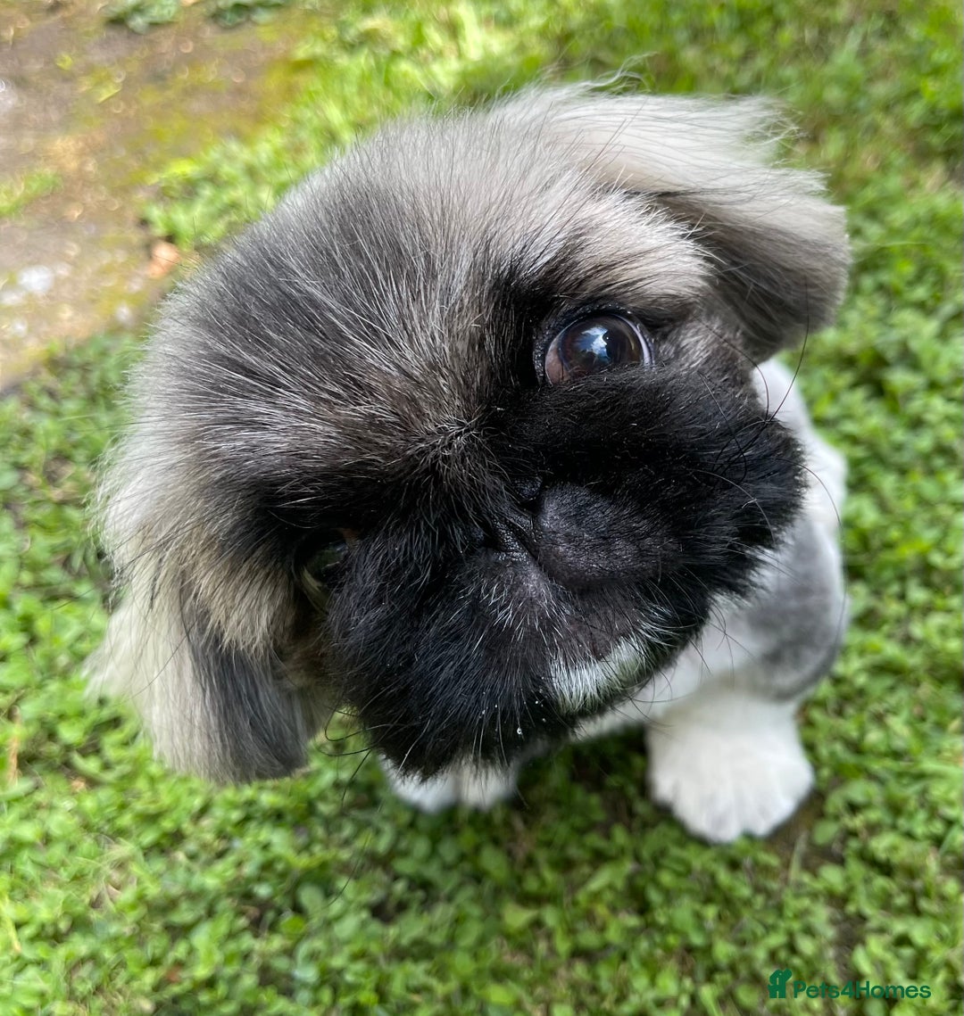 Pekingese dogs for sale: 🩵 KC reg Pekingese Puppy 🩵 - Image 5