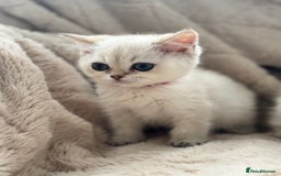 British Shorthair cats for sale: Champion sired Golden Colourpoint Kittens  - Image 22