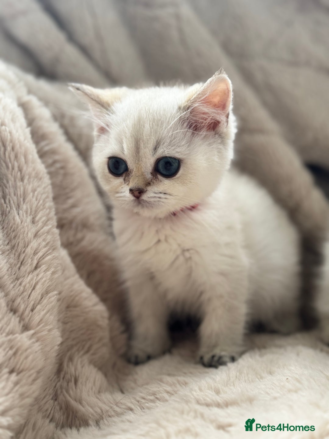 British Shorthair cats for sale: Champion sired Golden Colourpoint Kittens  - Image 22