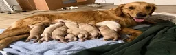 Golden Retriever dogs for sale: Exceptionally bred golden Retriever Puppies - Advert 12