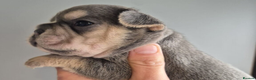 French Bulldog dogs for sale: Beautiful litter of French Bulldog Puppies in Southsea - Advert 5