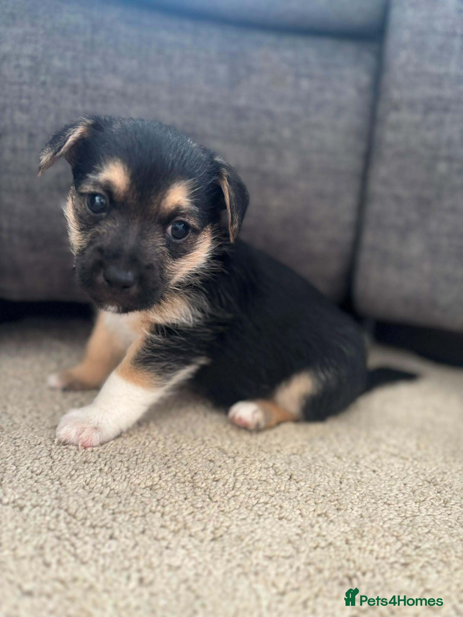 Jack Russell dogs Beautiful Jack Russells-Two left! - Advert 2