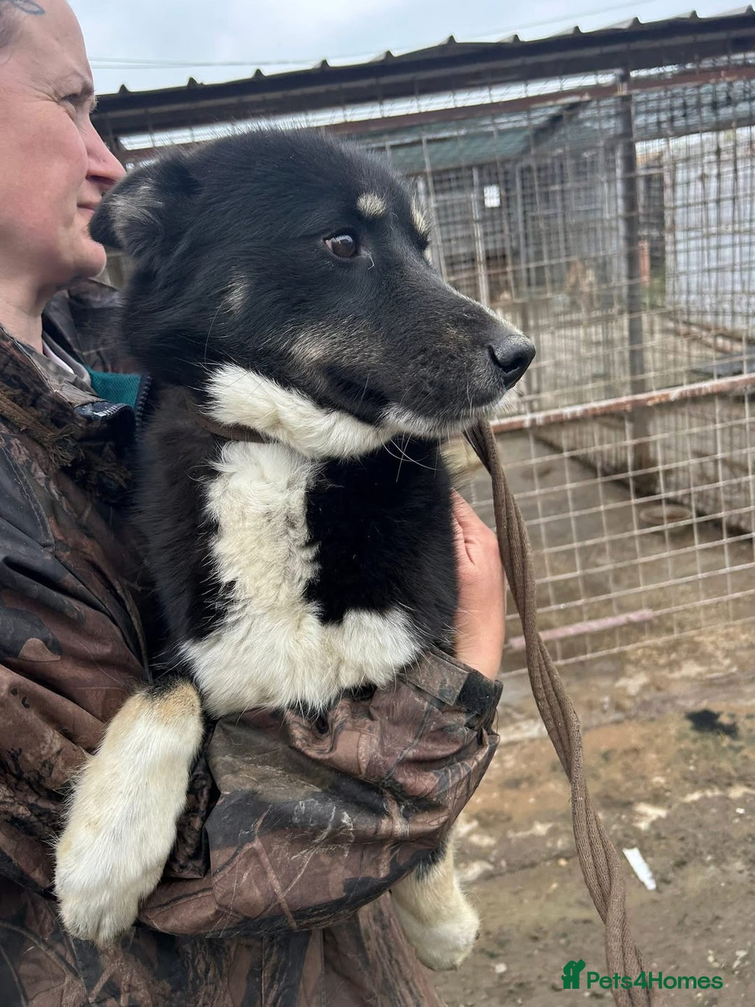 Mixed Breed dogs for adoption: Renato - Norwich Norfolk  - Image 13