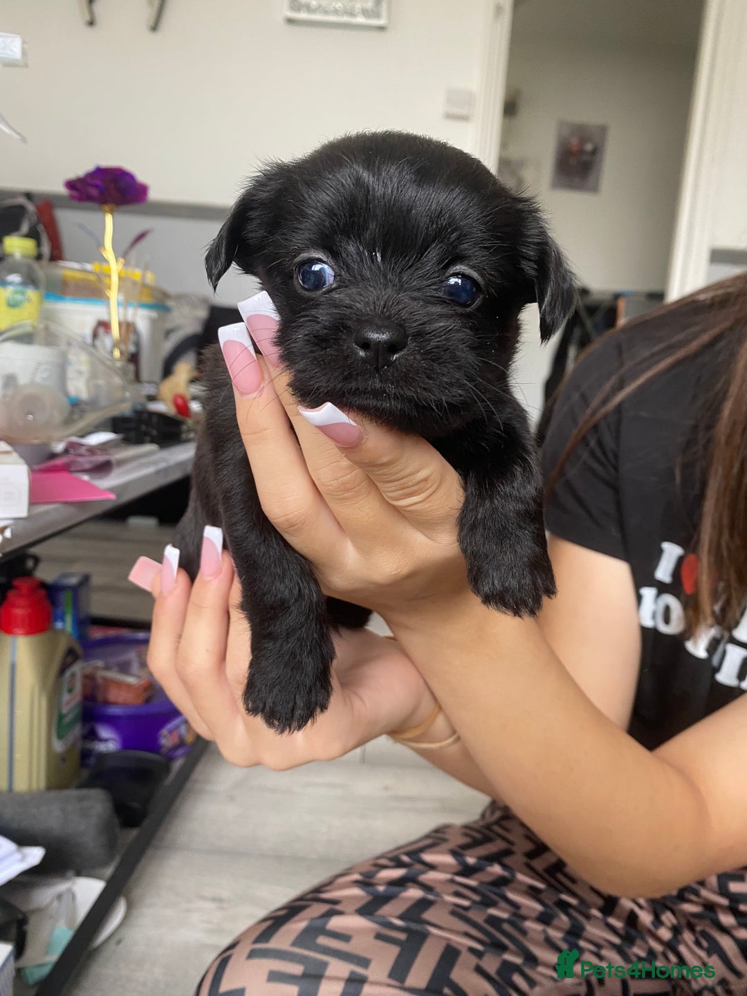 Mixed Breed dogs for sale: Puppies for sale - Image 8