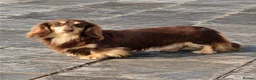 Miniature Dachshund dogs for stud: Miniature Longhaired Chocolate and Cream Stud - Advert 3