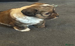 Jackapoo dogs for sale: Cavapoo x jack Russell puppies  - Image 19